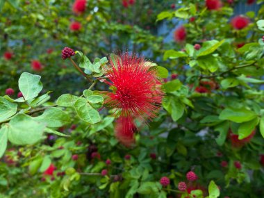 Calliandra plant with its unique fluffy round flowers and fruit in red color clipart