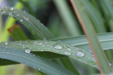 Su damlaları ve çiy ile ıslanmış uzun yapraklar.