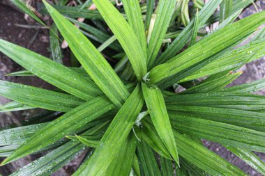 Pandanus amaryllifolius plant, the leaves used for fragrant or flavoring in the cuisines clipart