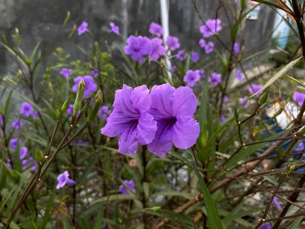 Ruellia 'nın Çiçeği, ya da Meksika petunyası, Meksika çanı ya da Britton' un vahşi petunyası, bahçede çiçek açıyor.