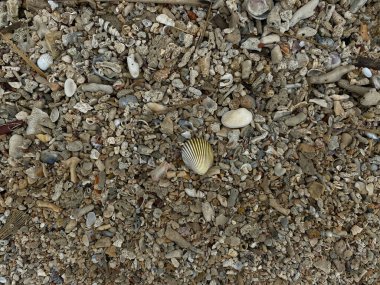 Deniz kabukları ve mercan taşı parçaları arkaplan, düz ya da üst görünüm