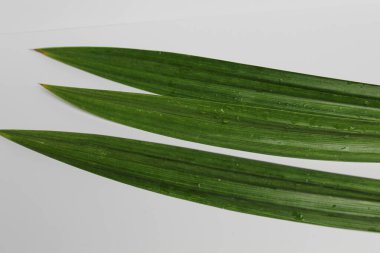 Pandanus amiarilfolius ya da pandan yapraklarından üç parça. Mutfaktaki renklendirme ve tatlandırma için kullanılan yapraklar, beyaz arka planda izole edilmiş.