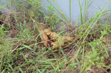 Yellow wet cat poop, among the grass clipart