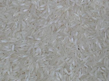 Pirinç buğday biti ya da pişmemiş pirincin üzerindeki Sitophilus oryzae.