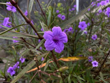 Ruellia 'nın Çiçeği, ya da Meksika petunyası, Meksika çanı ya da Britton' un vahşi petunyası, bahçede çiçek açıyor.