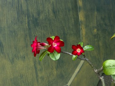 Kırmızı yapraklı üç Adenium obesum çiçeği, çiçek açıyor. Yeşil boyalı arkaplan