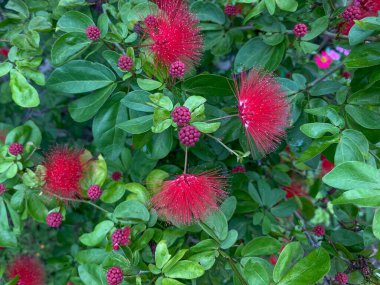 Calliandra plant with its unique fluffy round flowers and fruit in red color clipart