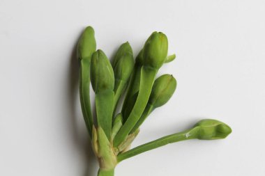 Limnocharis flava 'nın çiçek sapı veya Endonezya' da Sayur Genjer olarak adlandırılan sarı kadife yaprak. Yenilebilir bitki ya da sebze. Beyaz arkaplanda izole