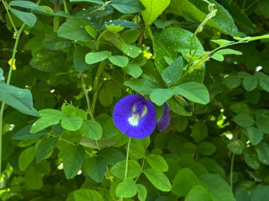 Klitoria Ternatea 'nın mavi çiçeği, bunga telang olarak da bilinir, Asya güvercin kanatları, mavi bıldırcın, mavi bezelye, kelebek bezelyesi, cordofan bezelyesi veya Darwin bezelyesi.