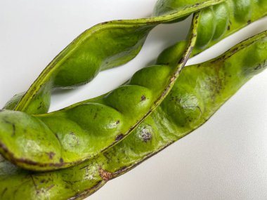 Parkia speciosa, or the bitter bean, isolated on white background clipart