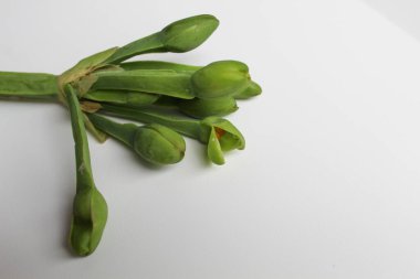 Limnocharis flava 'nın çiçek sapı veya Endonezya' da Sayur Genjer olarak adlandırılan sarı kadife yaprak. Yenilebilir bitki ya da sebze. Beyaz arkaplanda izole