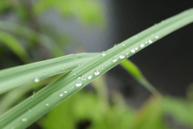 Su damlaları ve çiy ile ıslanmış uzun yapraklar.