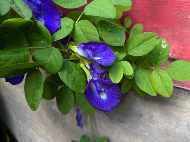 Klitoria Ternatea 'nın mavi çiçeği, bunga telang olarak da bilinir, Asya güvercin kanatları, mavi bıldırcın, mavi bezelye, kelebek bezelyesi, cordofan bezelyesi veya Darwin bezelyesi.