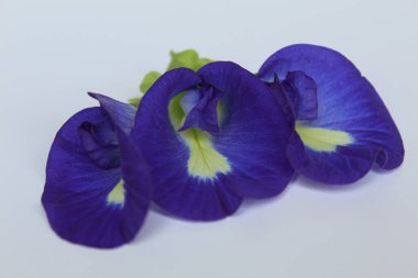 Three flowers of Clitoria ternatea, or butterfly pea flower or bunga telang, isolated on white background clipart