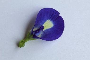 Klitorya 'nın bir çiçeği, ya da kelebek bezelyesi çiçeği ya da bunga telang, beyaz arka planda izole edilmiş.