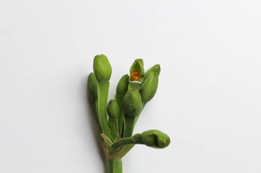 Limnocharis flava 'nın çiçek sapı veya Endonezya' da Sayur Genjer olarak adlandırılan sarı kadife yaprak. Yenilebilir bitki ya da sebze. Beyaz arkaplanda izole