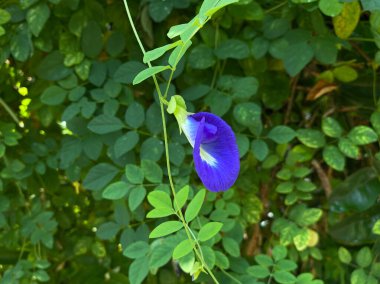 Klitoria Ternatea 'nın mavi çiçeği, bunga telang olarak da bilinir, Asya güvercin kanatları, mavi bıldırcın, mavi bezelye, kelebek bezelyesi, cordofan bezelyesi veya Darwin bezelyesi.