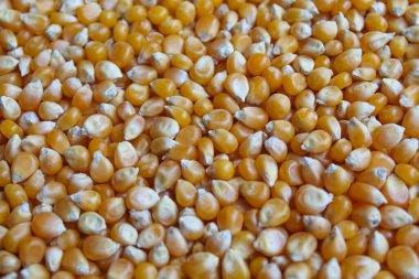 Kurumuş mısır taneleri tam arkaplan