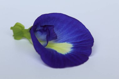 Klitorya 'nın bir çiçeği, ya da kelebek bezelyesi çiçeği ya da bunga telang, beyaz arka planda izole edilmiş.