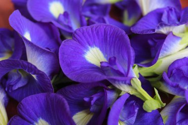 Klitoria Ternatea 'nın mor çiçekleri, kelebek bezelye çiçeği ya da bunga telang yığınının yakın görüntüsü