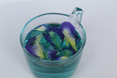 Taze kelebek çiçeği, klitoria ternatea ya da bunga telang. Şeffaf camın içinde, beyaz arkaplanda izole edilmiş.