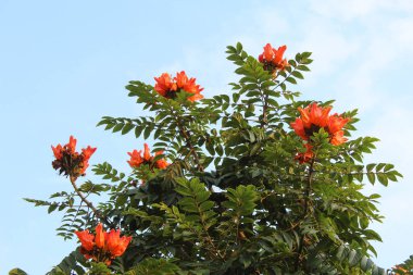 Spatthodea campanulata çiçeği, ya da Afrika lale ağacı, gökyüzü arka planı, aşağıdan görünüm
