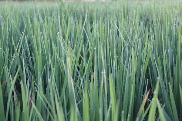 Yeşil çeltik yaprağı ya da pirinç tarlasında Oryza sativa, üst manzara, gün ışığı