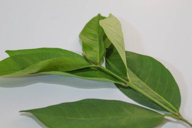 Endonezya defne yaprağı veya Endonezya defne taşı veya Syzygium polyanthum veya daun salam. Beyaz arkaplanda izole