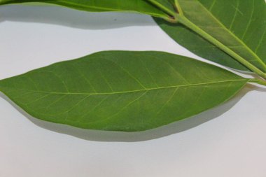 Endonezya defne yaprağı veya Endonezya defne taşı veya Syzygium polyanthum veya daun salam. Beyaz arkaplanda izole