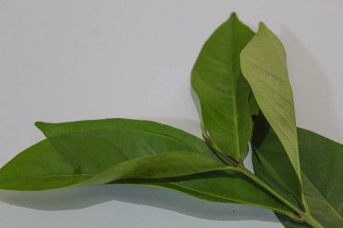 Endonezya defne yaprağı veya Endonezya defne taşı veya Syzygium polyanthum veya daun salam. Beyaz arkaplanda izole