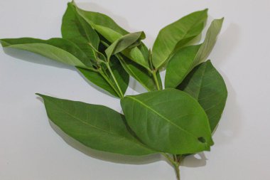 Endonezya defne yaprağı veya Endonezya defne taşı veya Syzygium polyanthum veya daun salam. Beyaz arkaplanda izole