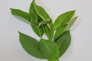 Endonezya defne yaprağı veya Endonezya defne taşı veya Syzygium polyanthum veya daun salam. Beyaz arkaplanda izole