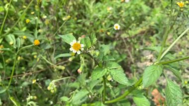 Erigeron Karvinskianus, veya Meksikalı pire, rüzgarda sallanan bir çiçek