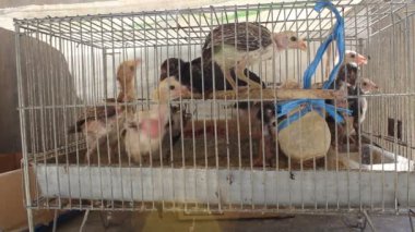 Endonezya 'dan Ayam Kampung veya Kampong tavukları, metal bir kafeste