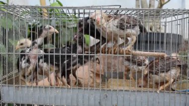 Endonezya 'dan Ayam Kampung veya Kampong tavukları, metal bir kafeste