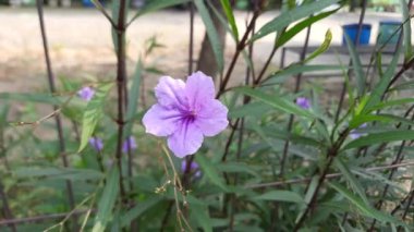 Ruellia 'nın Çiçeği, ya da Meksika petunyası, Meksika çanı ya da Britton' un vahşi petunyası, bahçede açan, rüzgarda sallanan