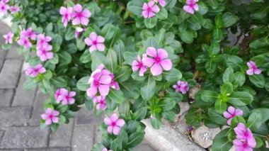 Catharanthus Roseus 'un pembe çiçeği, ya da Madagaskar menekşesi, yol kenarında açan, rüzgarda sallanan, seçici odak