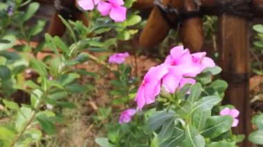 Catharanthus Roseus 'un pembe çiçeği, ya da Madagaskar menekşesi, yol kenarında açan, rüzgarda sallanan, seçici odak