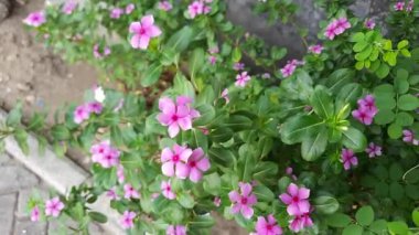 Catharanthus Roseus 'un pembe çiçeği, ya da Madagaskar menekşesi, yol kenarında açan, rüzgarda sallanan, seçici odak