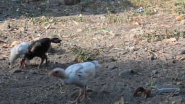 Birkaç piliç kumlu bahçede yürüyor.