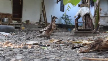 Üç ördek dışarıda yürüyor. Ördek türü Anas platyrhynchos javanica veya Indian Runner Duck