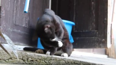Evcil bir kedi kendi patilerini ısırıp yalıyor. Siyah beyaz kürklü kedi