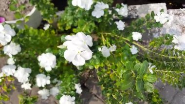 Catharanthus Roseus 'un sarı çiçekli beyaz taç yaprakları, ya da Madagaskar menekşesi, yol kenarında açan, rüzgarda sallanan, seçici odaklı