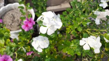 Catharanthus Roseus 'un sarı çiçekli beyaz taç yaprakları, ya da Madagaskar menekşesi, yol kenarında açan, rüzgarda sallanan, seçici odaklı