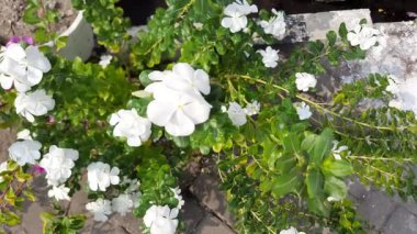 Catharanthus Roseus 'un sarı çiçekli beyaz taç yaprakları, ya da Madagaskar menekşesi, yol kenarında açan, rüzgarda sallanan, seçici odaklı