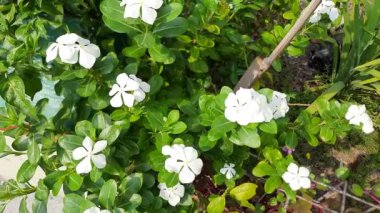 Catharanthus Roseus 'un sarı çiçekli beyaz taç yaprakları, ya da Madagaskar menekşesi, yol kenarında açan, rüzgarda sallanan, seçici odaklı