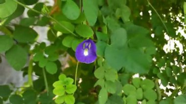 Klitoria ternatea çiçeği, ayrıca Asya güvercin kanatları, mavi bıldırcın, mavi bezelye, bezelye, Cordofan bezelyesi ya da Darwin bezelyesi olarak da bilinir. Bahçede çiçek açıyor.
