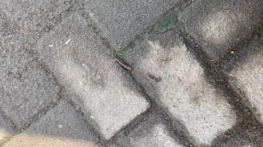 Ortomorfa coarctata, ya da asfalt yolda yürüyen uzun kırkayak