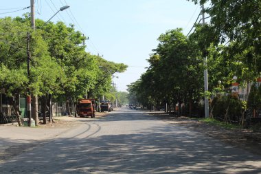 Yol boyunca Pterocarpus ağaçlarını gösterir.