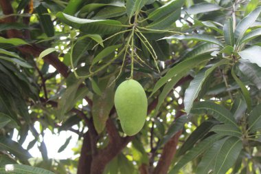 Ağaçta asılı bir mango meyvesi